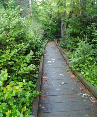 Seal Rock accessible boardwalk, Olympic National Forest (33819597606)