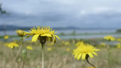 Hypochaeris radicata 1