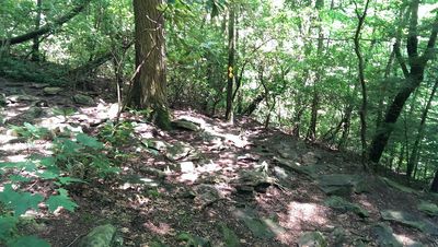 A nice grove on west rim trail - panoramio