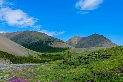 Mountains, tree and tundra near Firth River in Ivvavik National Park, YT