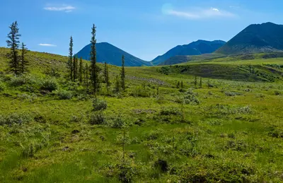 Tundra landscape with mountains and black spruce, Ivvavik National Park, YT