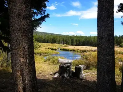View between two trees of a river.