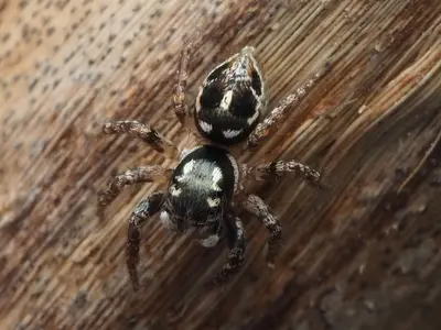 Anasaitis canosa 110567915