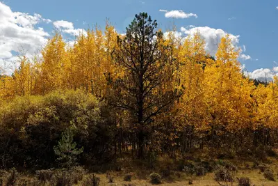 Mount Margaret Trail 10-3 (21982652016)