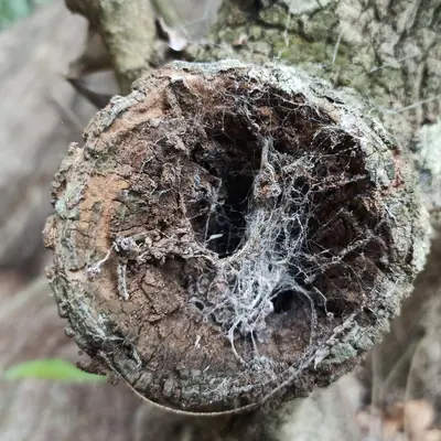Spider web in Huasteca Potosina, Mexico