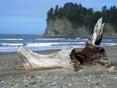 La Push driftwood beachlog NPS Photo (17125861008)
