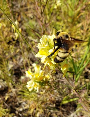 Bee On Toadflax, Sonderson Meadow, Glacier View Ranger District (51769042752)