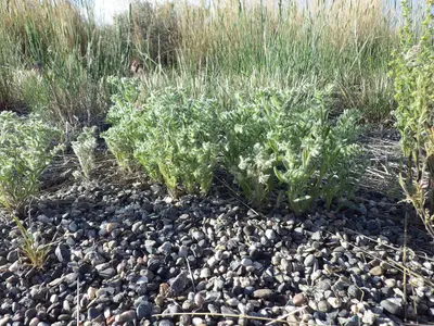 Cryptantha scoparia (7162017145)