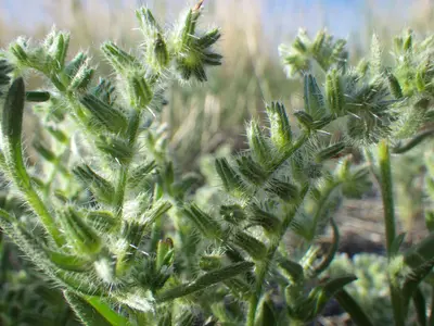Cryptantha scoparia (7162017689)