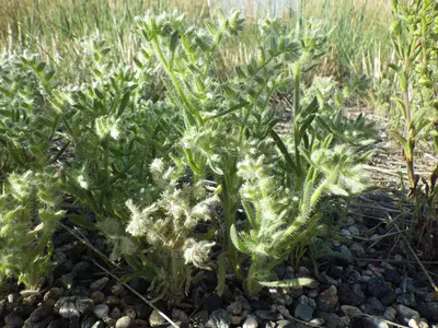 Cryptantha scoparia (7347227074)