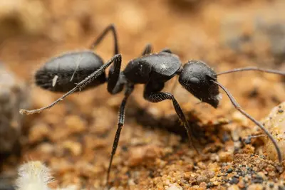 Camponotus stupendus