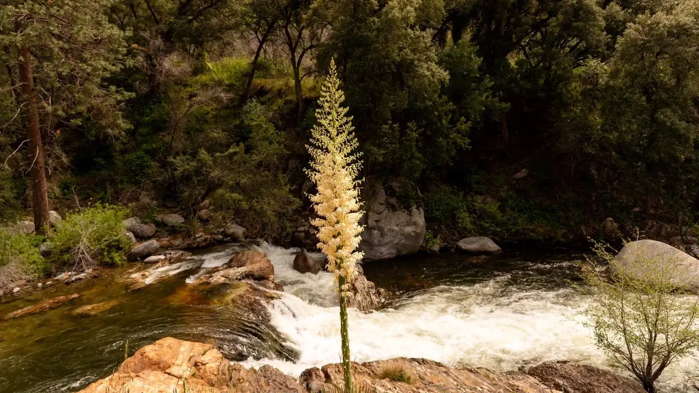 A common plant in California, the yucca is an agave relative that blooms in the spring and summer. It's tall, sometimes towering center shoot is topped with a candle flame-like bush of white flowers. These flowers are always open, which allows for day and nighttime pollinators - like moths and bats.