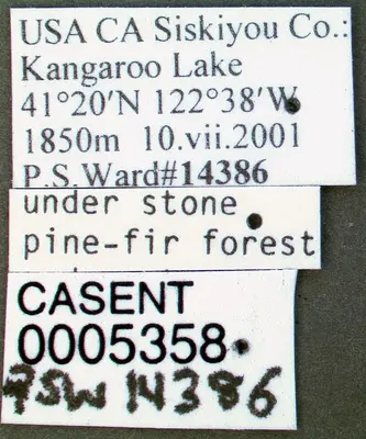 Formica accreta casent0005358 label 1