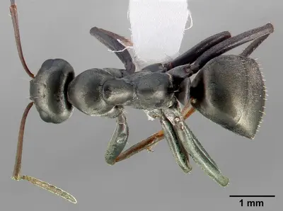 Formica accreta casent0005358 dorsal 1