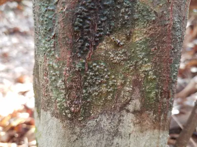 Pyrenula leucostoma 462465640