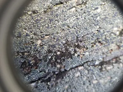 Trapeliopsis flexuosa 465067199
