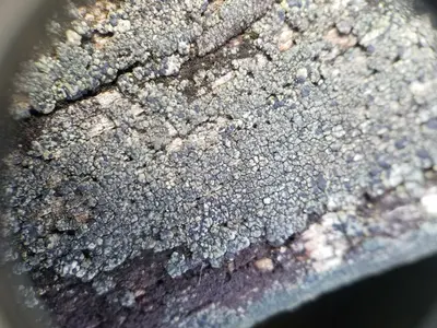 Trapeliopsis flexuosa 465067197