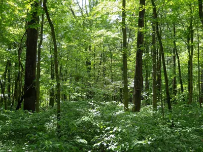 Forest by the Campsite 2 - panoramio
