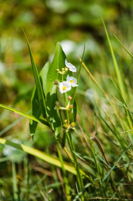 Sagittaria australis 25621657