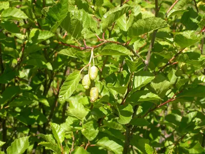 Alnus viridis (4996706091)