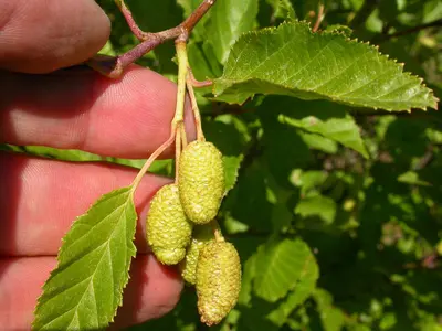 Alnus viridis (4997313516)