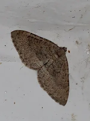 Monostoecha semipectinata