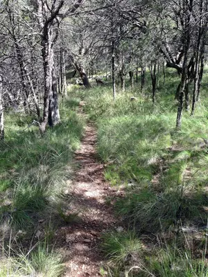 Juniper Canyon Trail