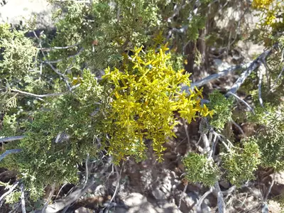 Phoradendron capitellatum 25041217