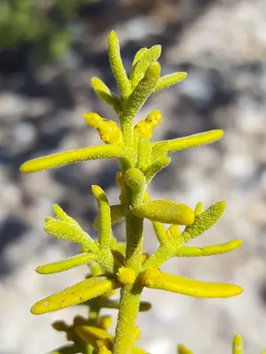 Phoradendron capitellatum 25041227
