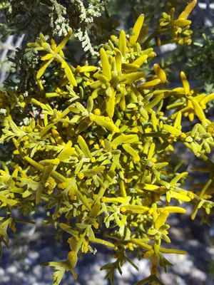 Phoradendron capitellatum 25041223