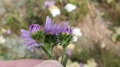 Symphyotrichum foliaceum 152585432