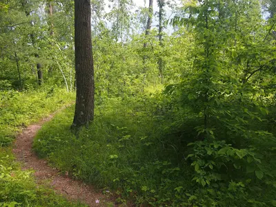 Gull Lake Mounds