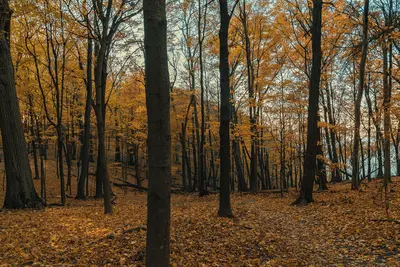 Mississippi River Bluffs - Hiking Trail in Autumn at Frontenac State Park (43701744770)