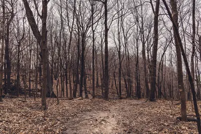 Frontenac State Park Hiking Trail Minnesota (32605586343)