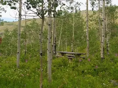 Narrows Campground