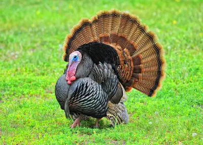 Wild Turkeys