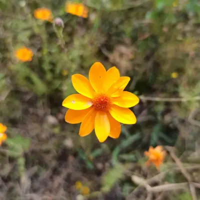 Adenophyllum porophyllum (Asteraceae)