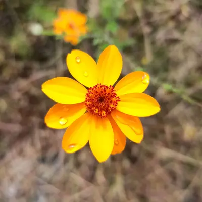 Adenophyllum porophyllum