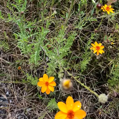 Adenophyllum porophyllum var. radiatum (Asteraceae)