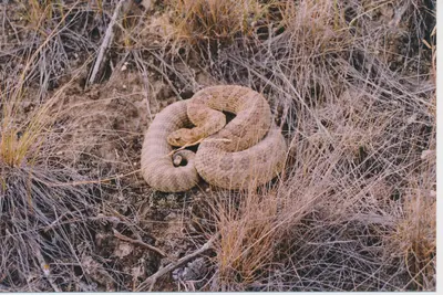 Crotalus viridis 175190583