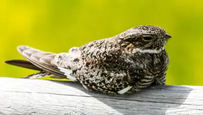 Common Nighthawk at Grassland (14620802703)