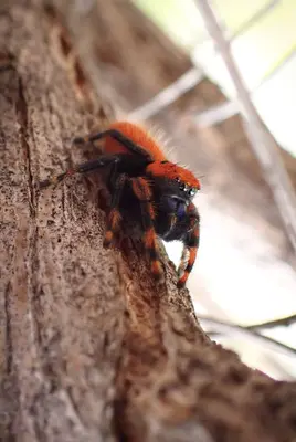 Phidippus nikites