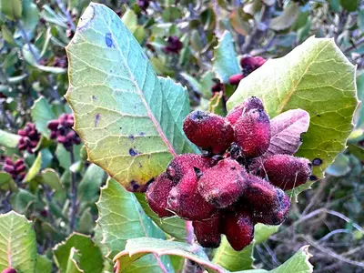 Rhus integrifolia-fruit