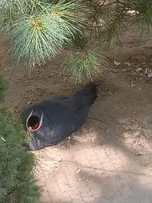 Blue Eared Pheasant at York's Wild Animal Kingdom