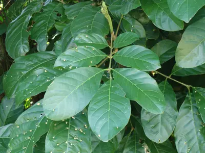 Matayba clavelligera 110433706