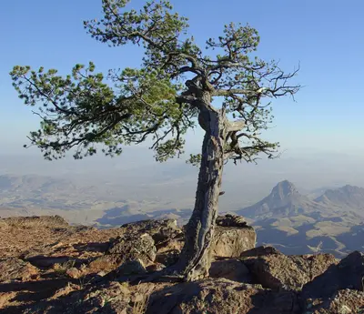 Pinus cembroides Chisos 1