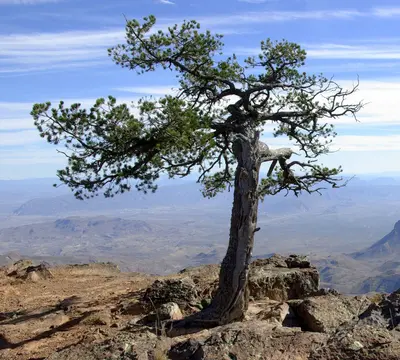 Pinus cembroides Chisos 2