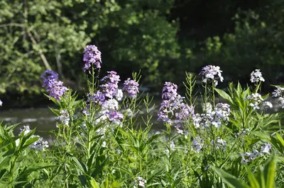 Eagle Rocks campground flowers