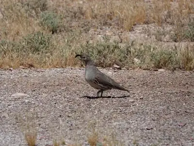 LVBQuail