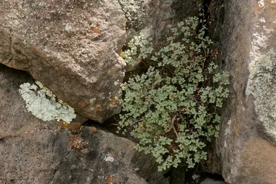 Argyrochosma fendleri habit